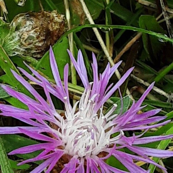 Centaurea napifolia Blodyn