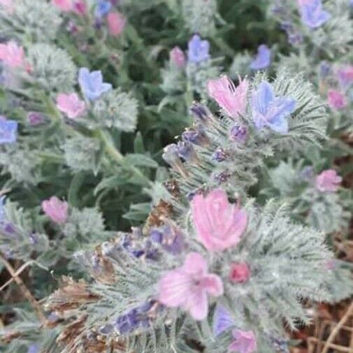 Echium angustifolium Floare