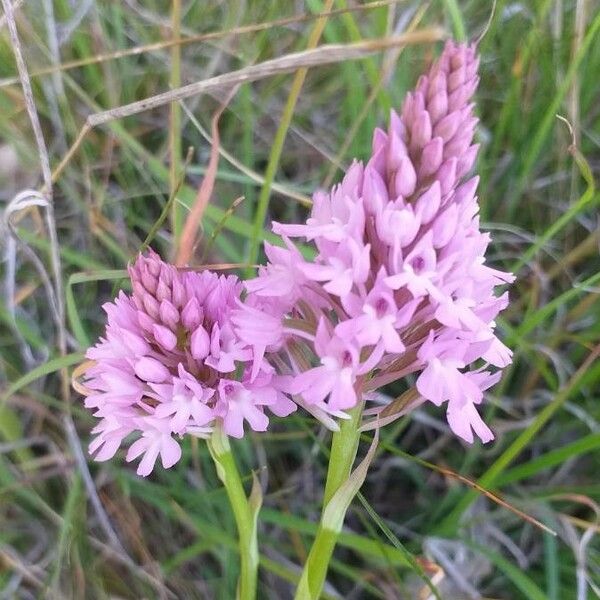 Anacamptis pyramidalis Кветка