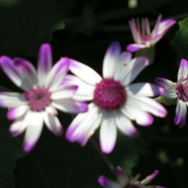 Pericallis lanata Flower