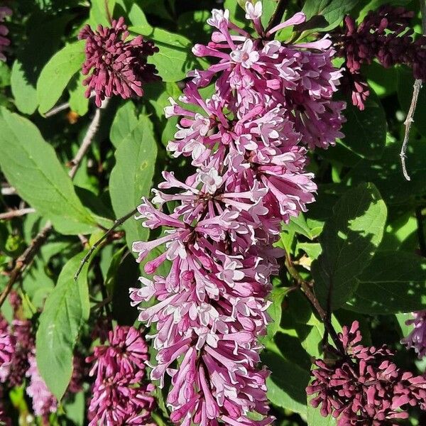 Syringa villosa Flower