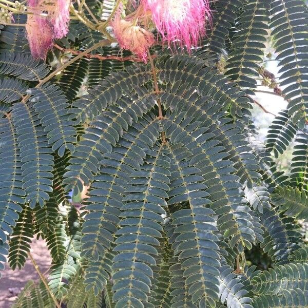 Albizia julibrissin 葉