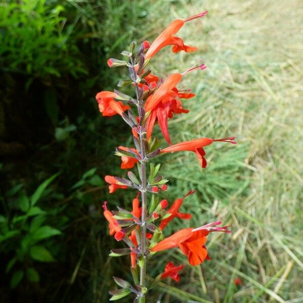 Salvia coccinea Flower