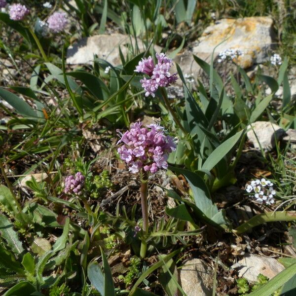 Valeriana tuberosa Folha