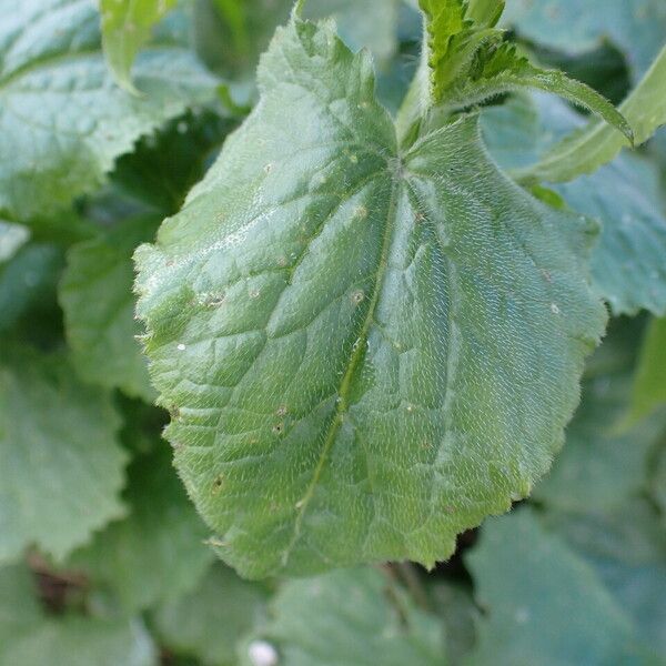 Lunaria annua Hoja