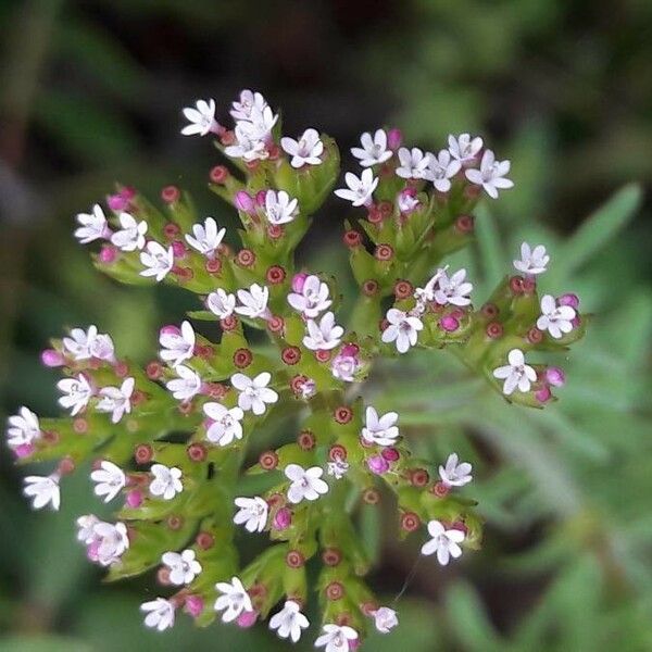 Valeriana calcitrapae Blüte