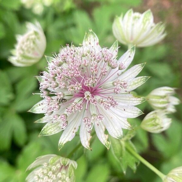 Astrantia major Цветок