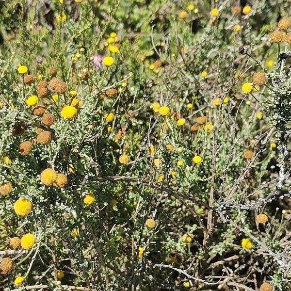 Pentzia incana Habit