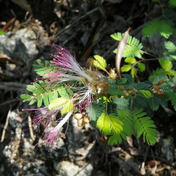 Calliandra eriophylla 花