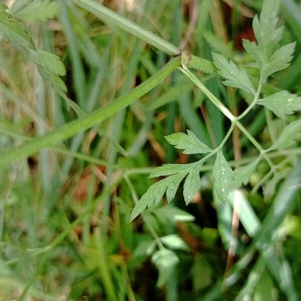 Torilis arvensis Blad