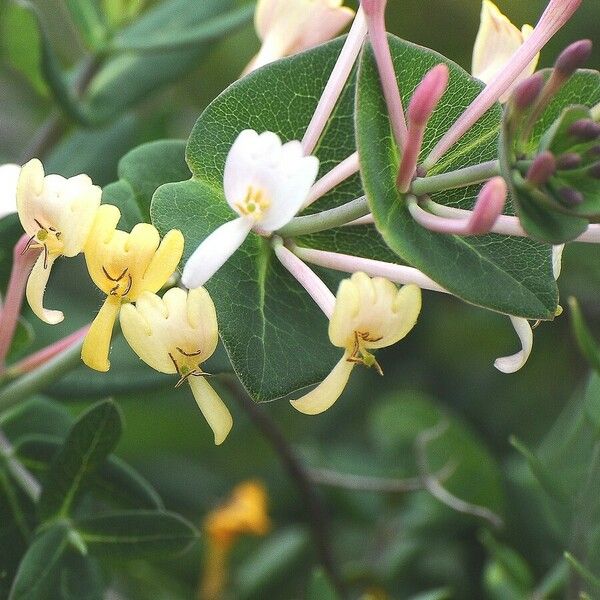 Lonicera implexa Blüte