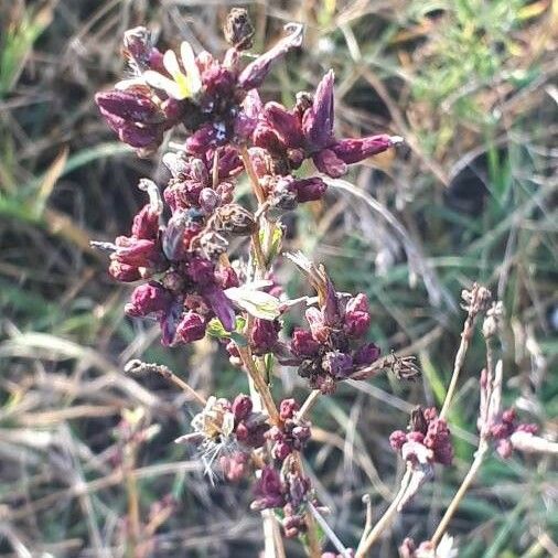 Lactuca saligna Blüte