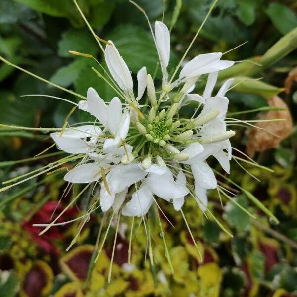 Cleome speciosa Цветок