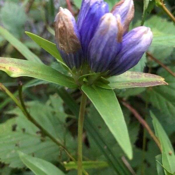 Gentiana andrewsii Fiore