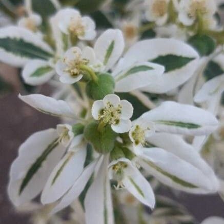 Euphorbia marginata Blüte