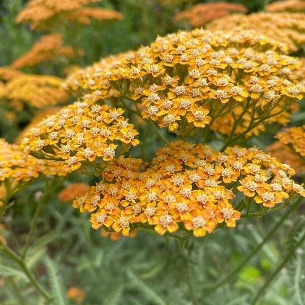 Achillea filipendulina Цвят