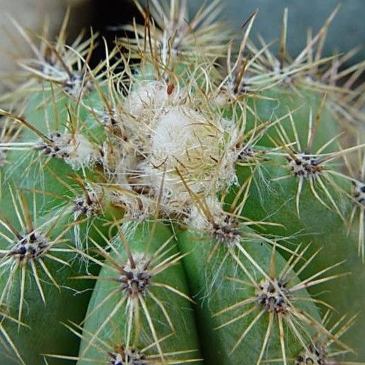 Pilosocereus pachycladus Drugo