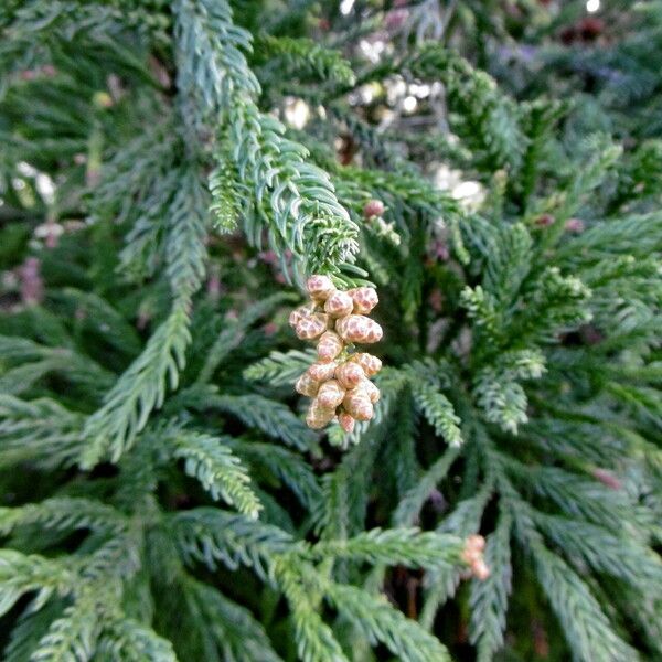 Cryptomeria japonica Çiçek