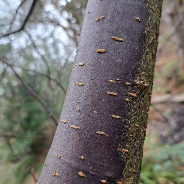 Prunus pensylvanica Φλοιός