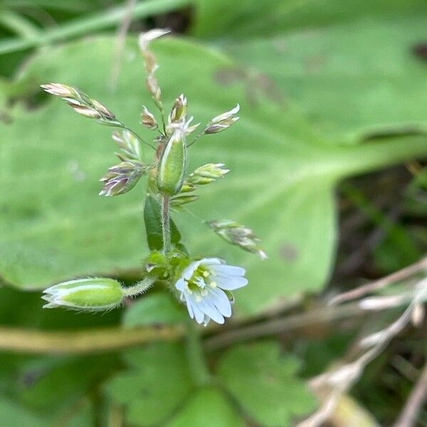 Cerastium fontanum Цветок