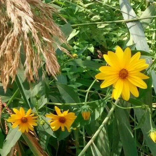 Helianthus tuberosus Кветка