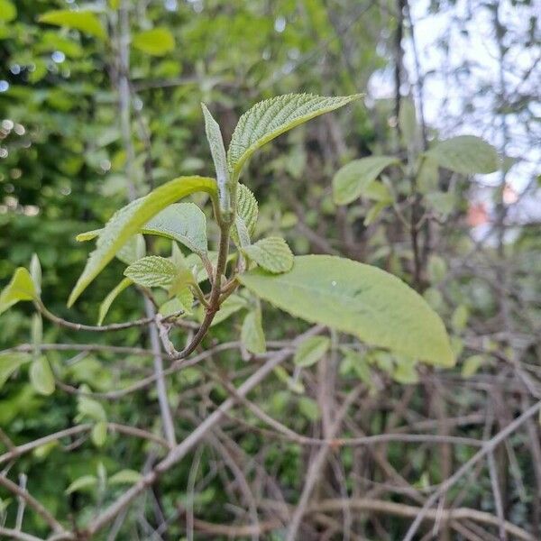 Lippia origanoides Лист