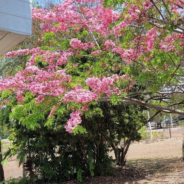 Cassia javanica Flor