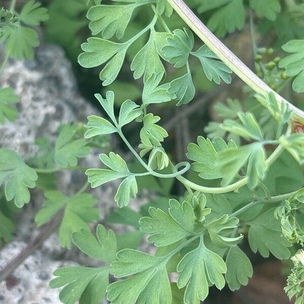 Fumaria muralis Leaf