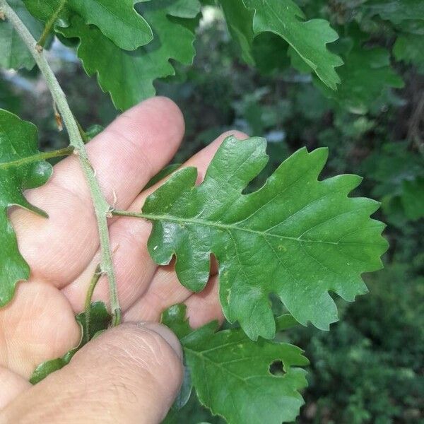 Quercus pubescens Lapas