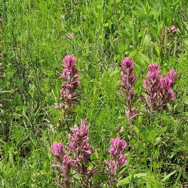 Castilleja parviflora 花