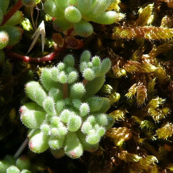 Sedum hirsutum Folha