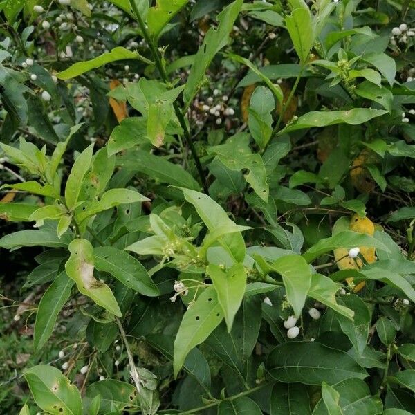 Cestrum nocturnum Folha