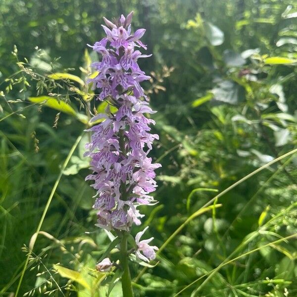 Dactylorhiza fuchsii Květ