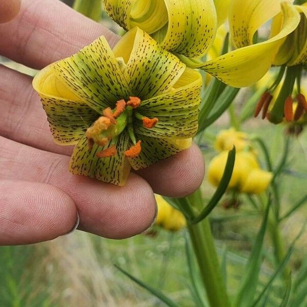 Lilium pyrenaicum Flor