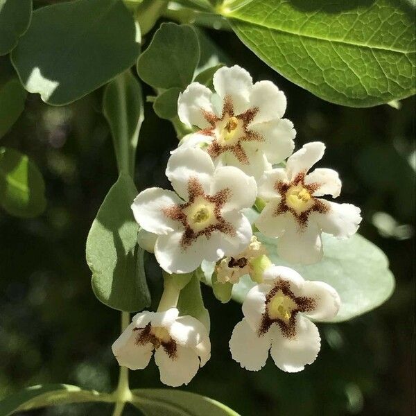 Schrebera alata Blüte