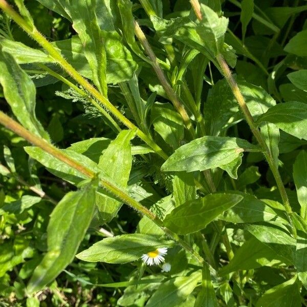 Erigeron annuus Levél