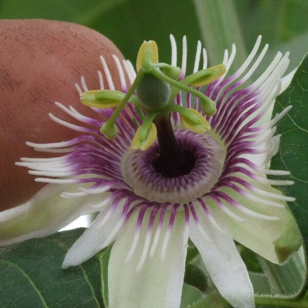 Passiflora morifolia Cvet