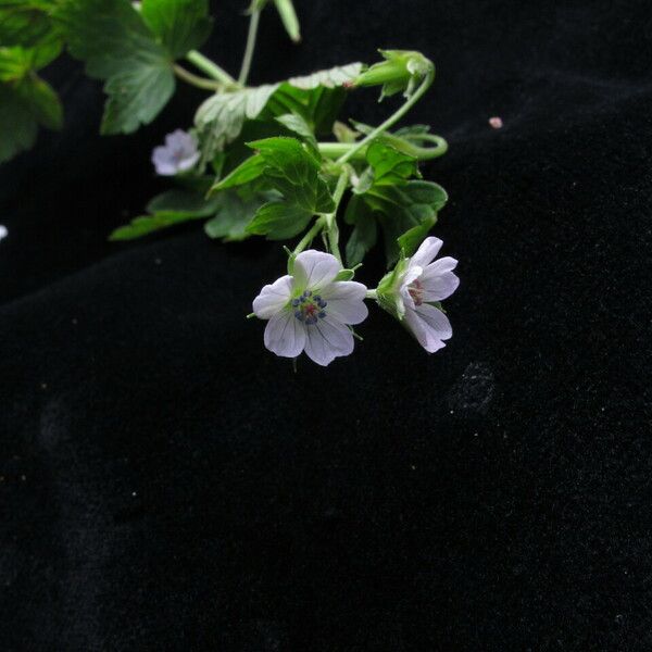 Geranium nepalense Habit