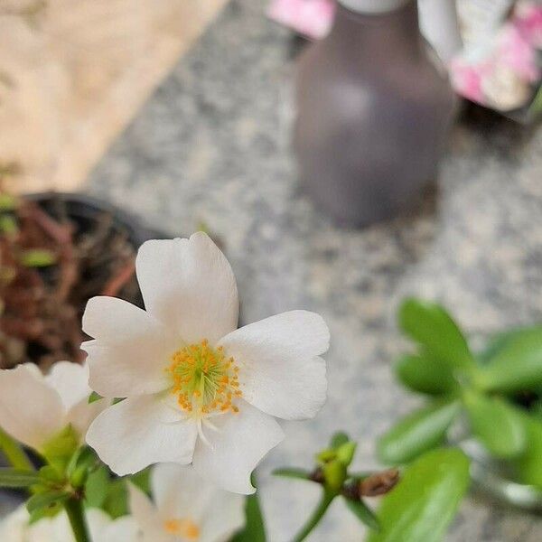 Portulaca umbraticola Цветок