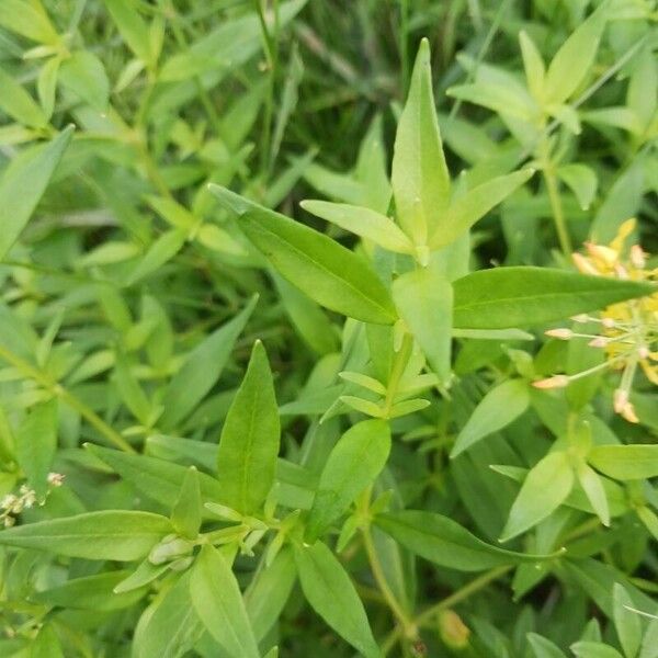 Lysimachia terrestris পাতা