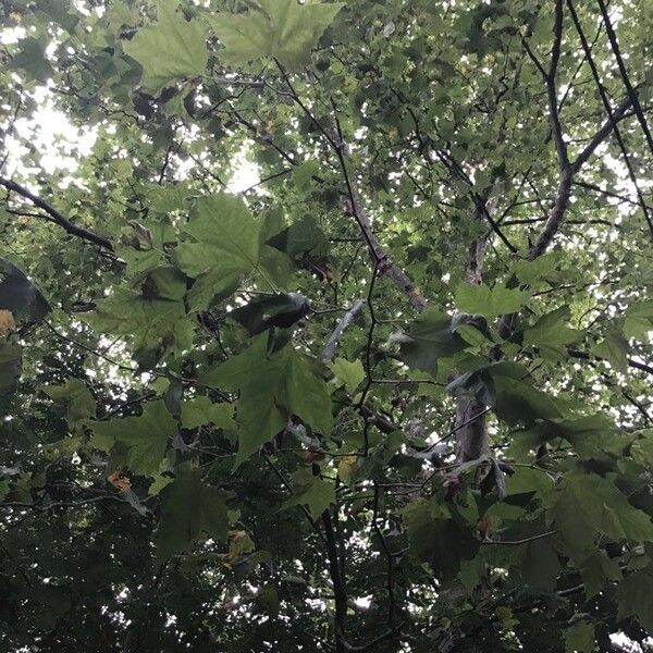 Platanus occidentalis Blad