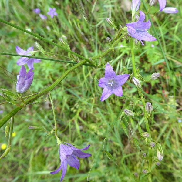 Campanula rapunculoides Pokrój