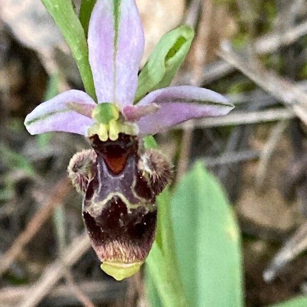 Ophrys scolopax Flor