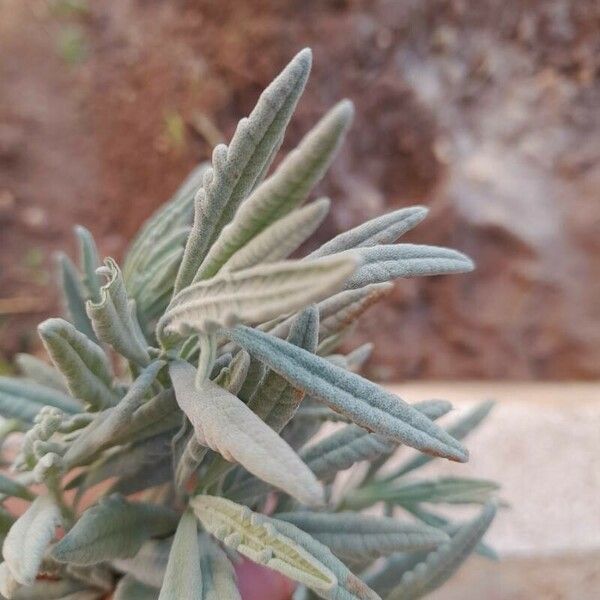 Lavandula dentata Yaprak