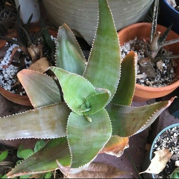 Aloe imalotensis Lapas