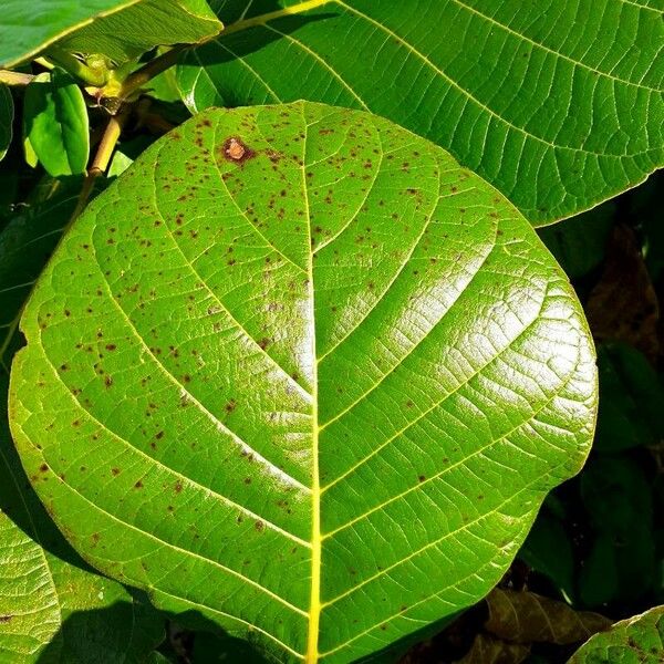 Guettarda speciosa 葉