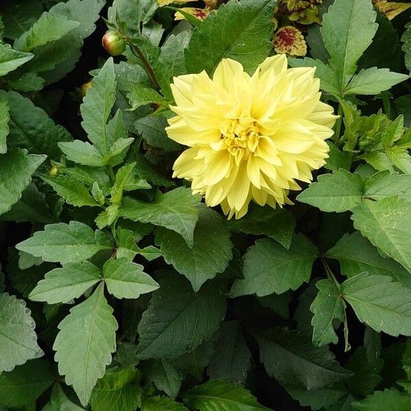 Dahlia pinnata Virág