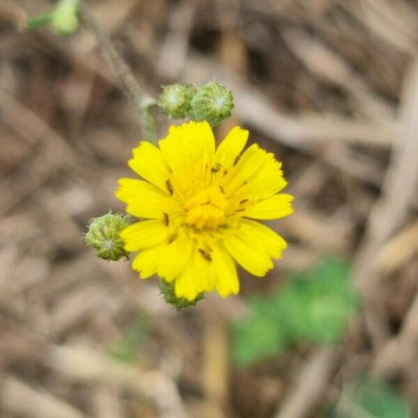 Crepis setosa Õis