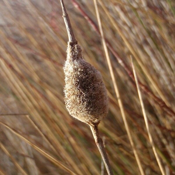 Typha minima Other