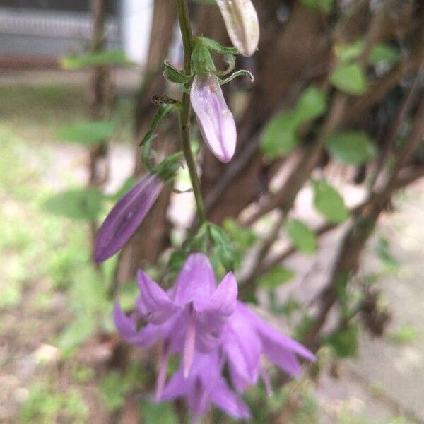 Campanula rapunculoides Flower